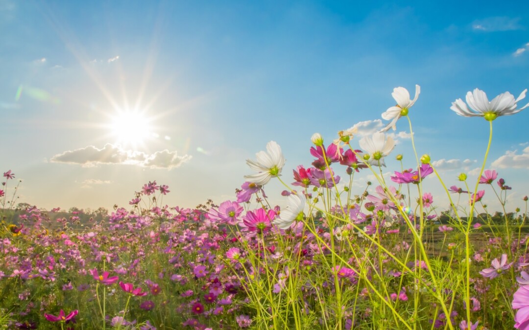 What Happens When Someone Passes Away Without A Will In Georgia