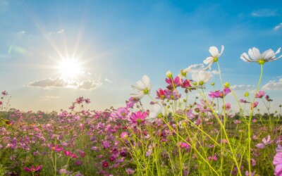 What Happens When Someone Passes Away Without A Will In Georgia